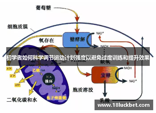 初学者如何科学调节运动计划强度以避免过度训练和提升效果