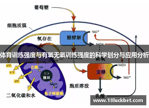体育训练强度与有氧无氧训练强度的科学划分与应用分析